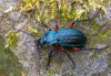 Carabus cancellatus