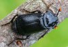 Nicrophorus humator