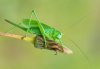 Tettigonia cantans