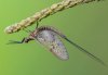 Ephemera vulgata