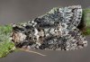 Polyploca ridens