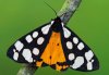 Arctia villica