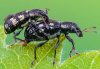 Polydrusus picus