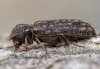 Lichenophanes varius