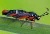 Pyropteron chrysidiforme