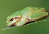 Hyla meridionalis