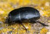 Hister quadrimaculatus