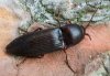 Pittonotus theseus