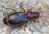 Cymindis scapularis