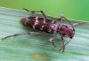 Xylotrechus stebbingi