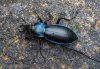 Carabus germarii
