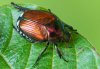 Popillia japonica