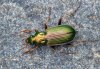 Chlaenius spoliatus