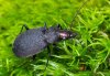 Chlaenius tristis