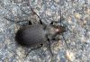 Chlaenius tristis
