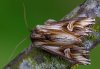 Actinotia polyodon